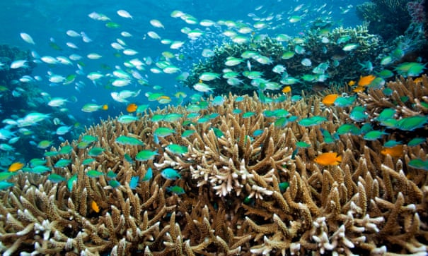 Potential Ecological Collapse Cause By Intense Ocean Acidification ...