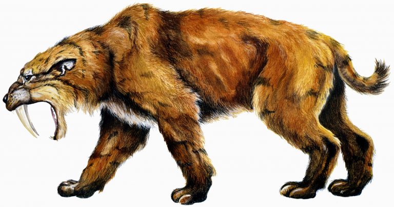 The saber-toothed tiger did live in Canada
